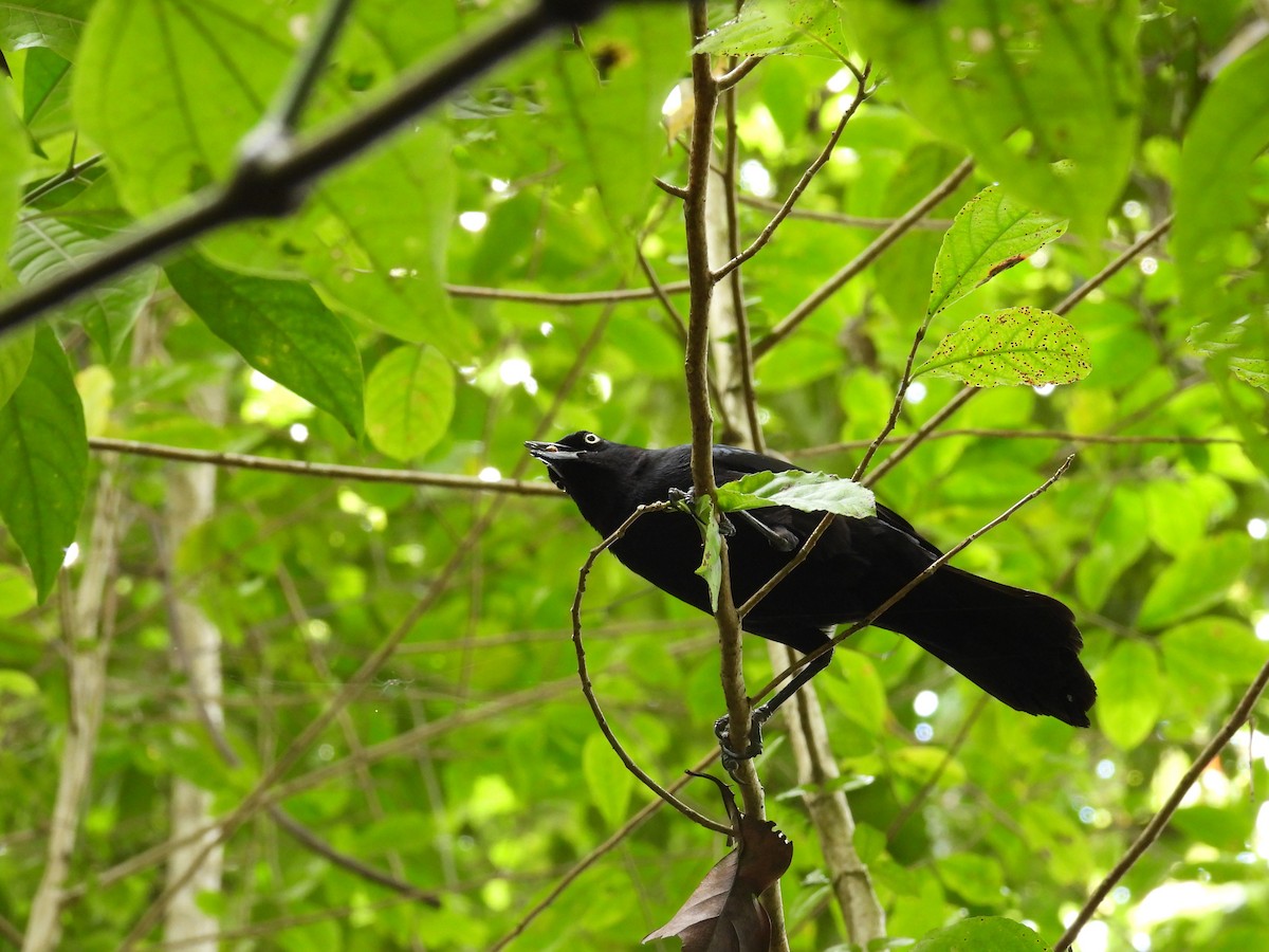 Greater Antillean Grackle - ML631280352