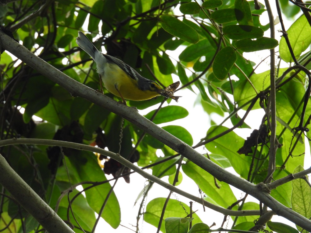 Adelaide's Warbler - ML631280372