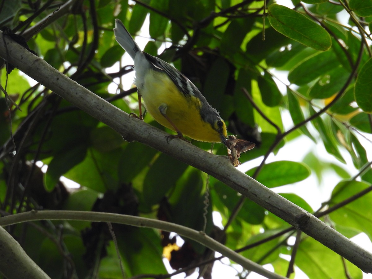 Adelaide's Warbler - ML631280373