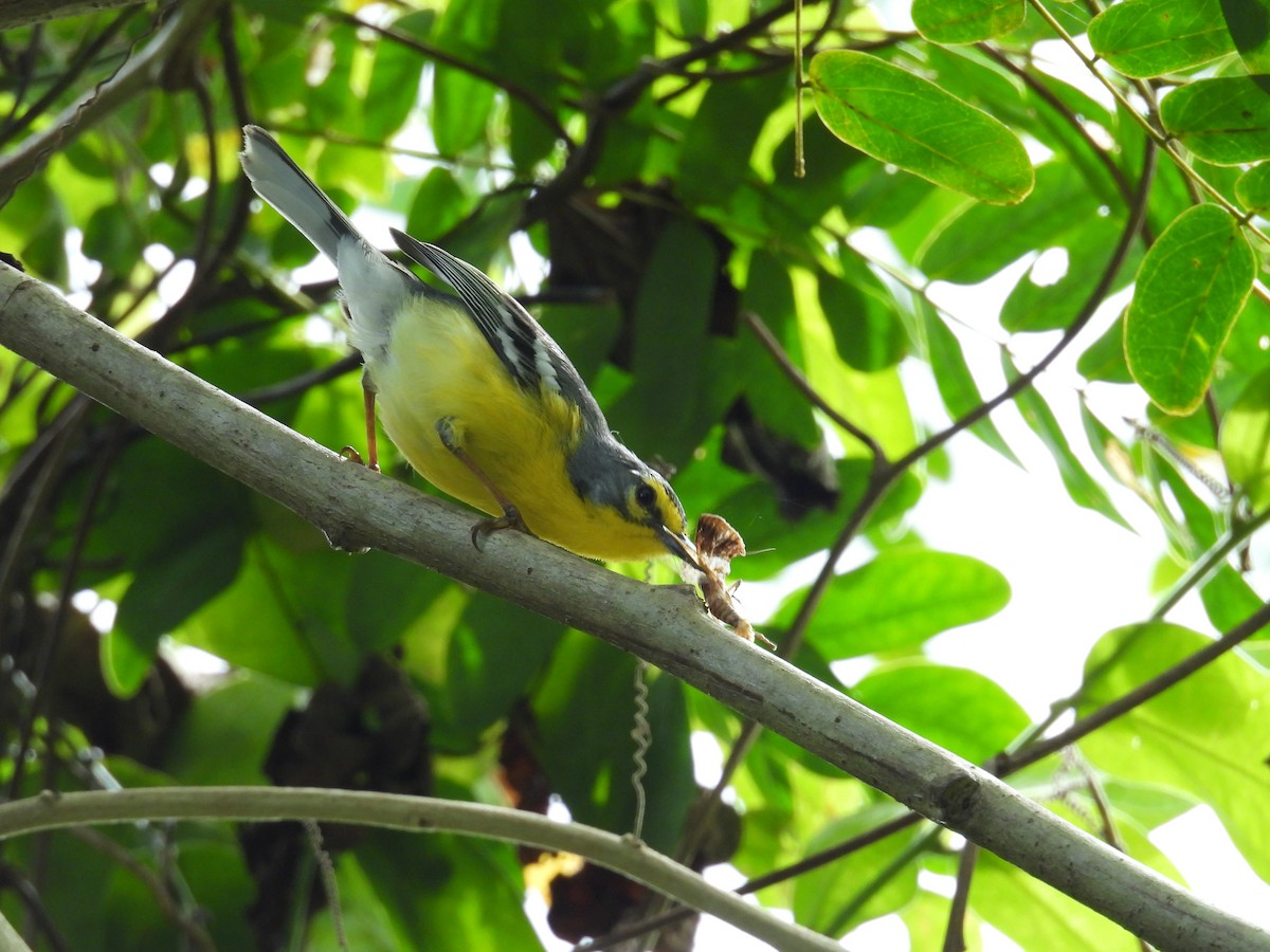 Adelaide's Warbler - ML631280376