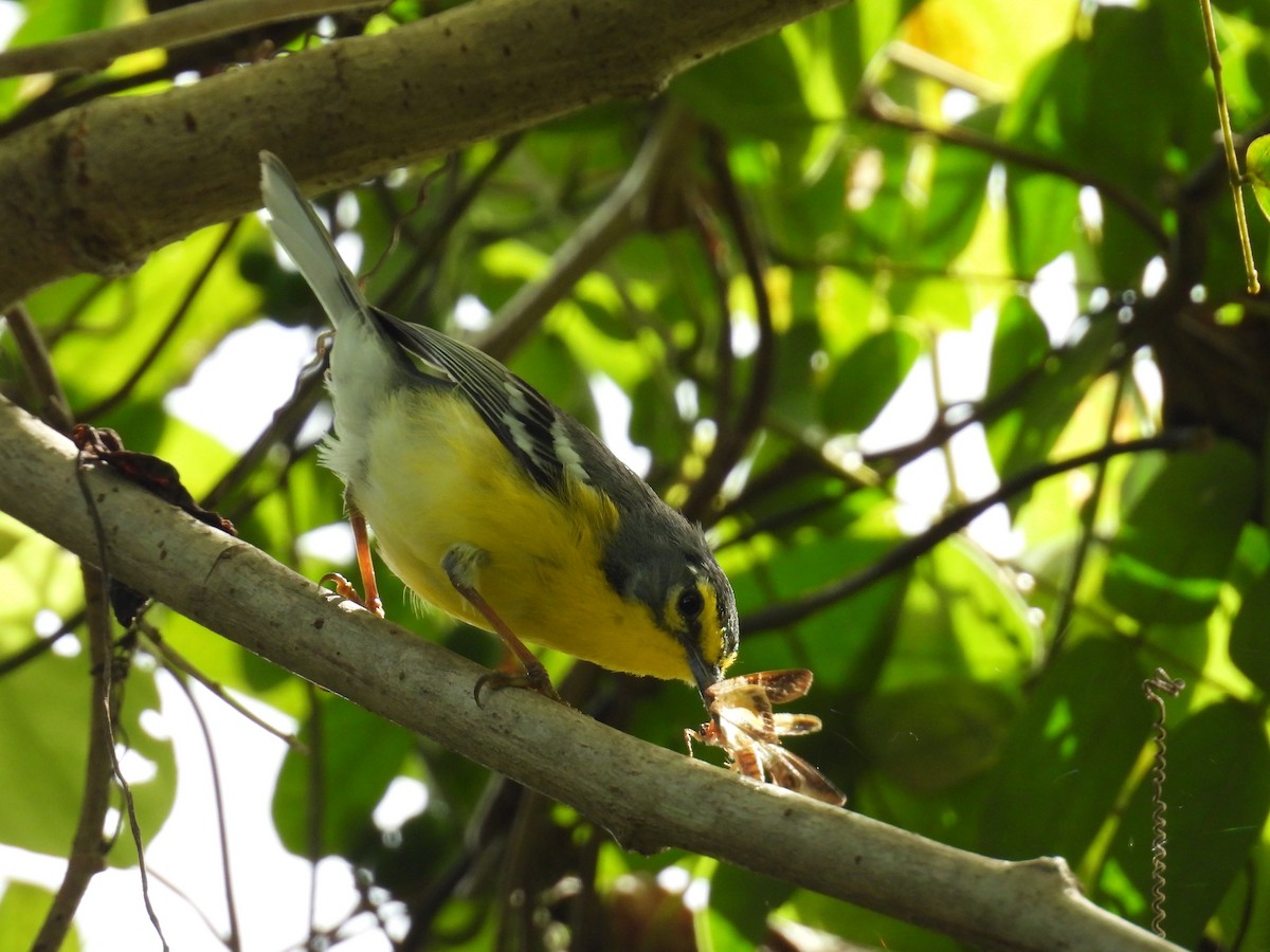 Adelaide's Warbler - ML631280379