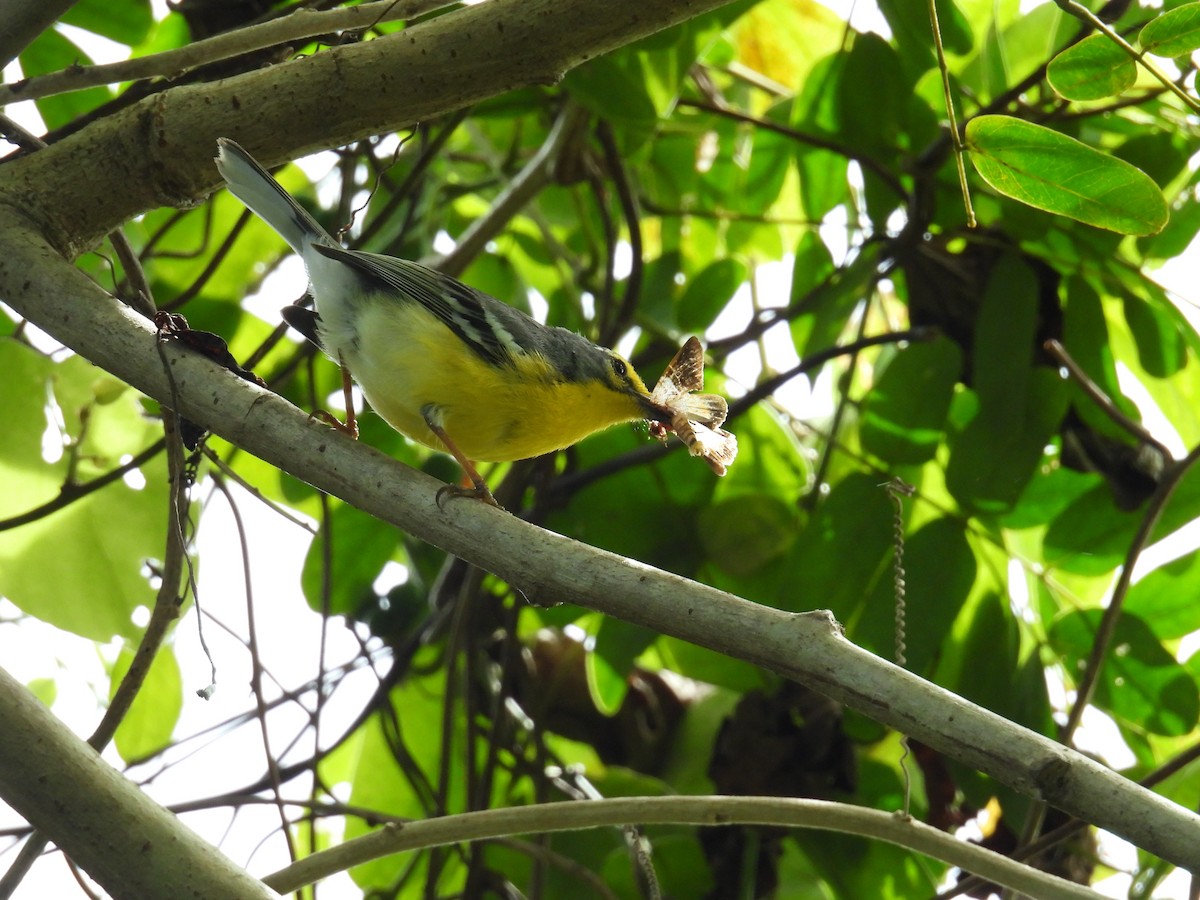 Adelaide's Warbler - ML631280382