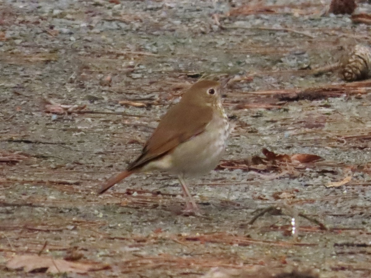 Hermit Thrush - ML631280383