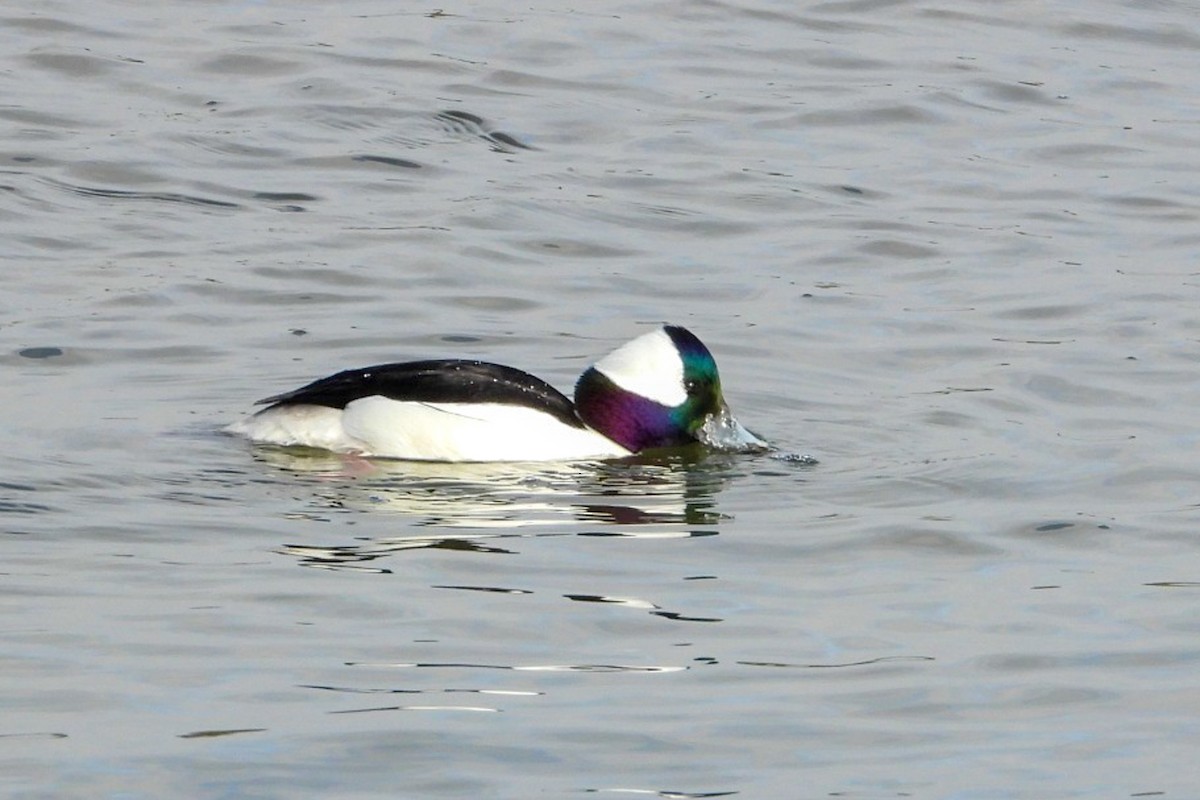 Bufflehead - ML631280391