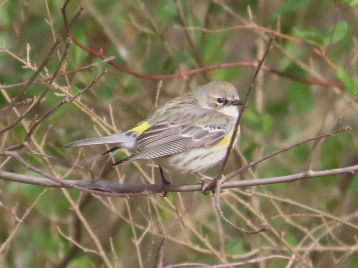 Yellow-rumped Warbler - ML631280392