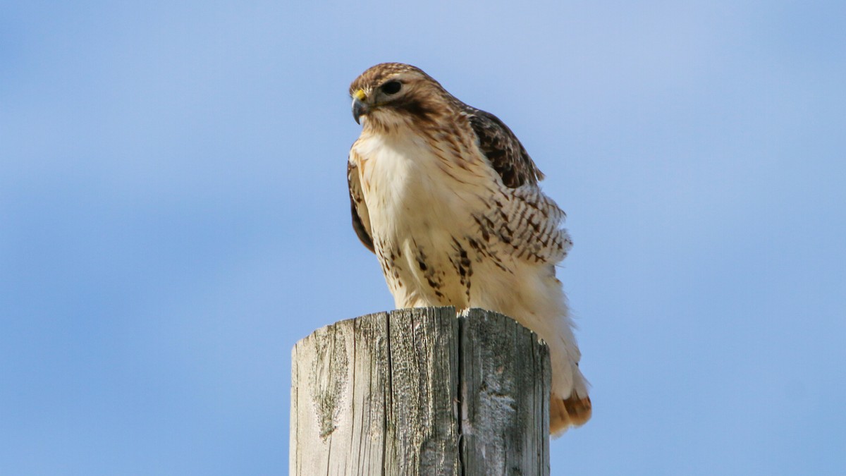 Red-tailed Hawk - ML631280448