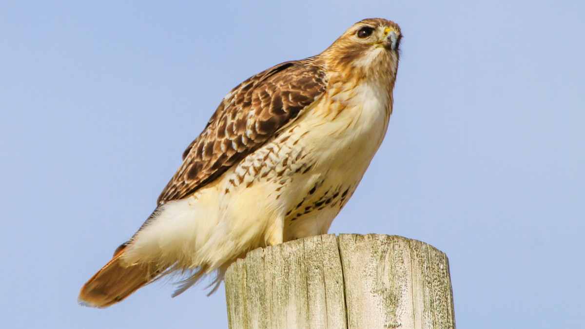 Red-tailed Hawk - ML631280449