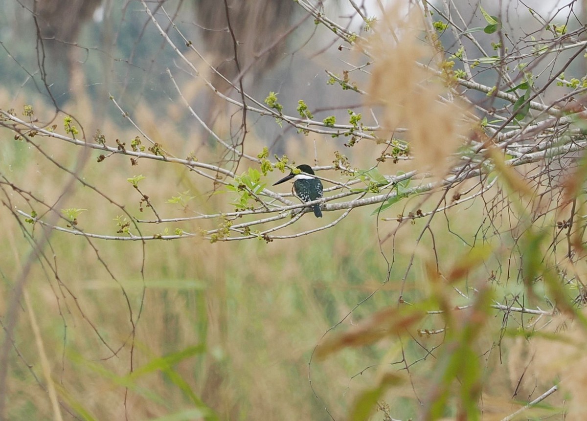 Green Kingfisher - ML631280452
