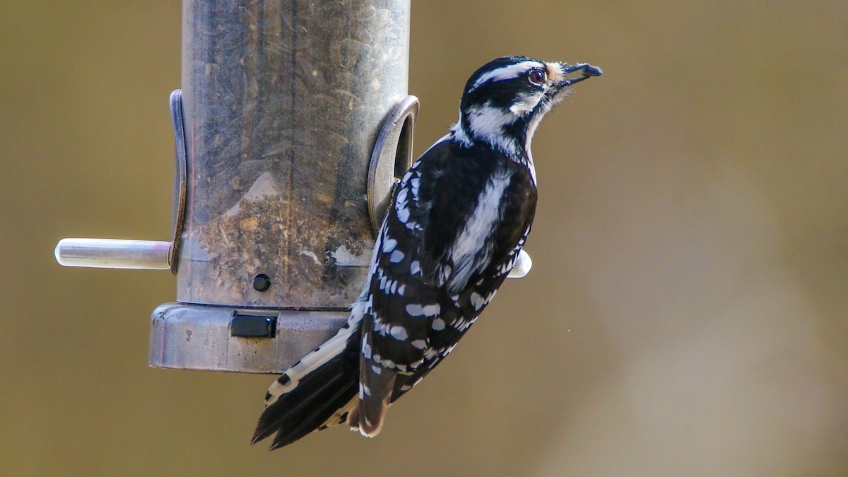 Downy Woodpecker - ML631280469