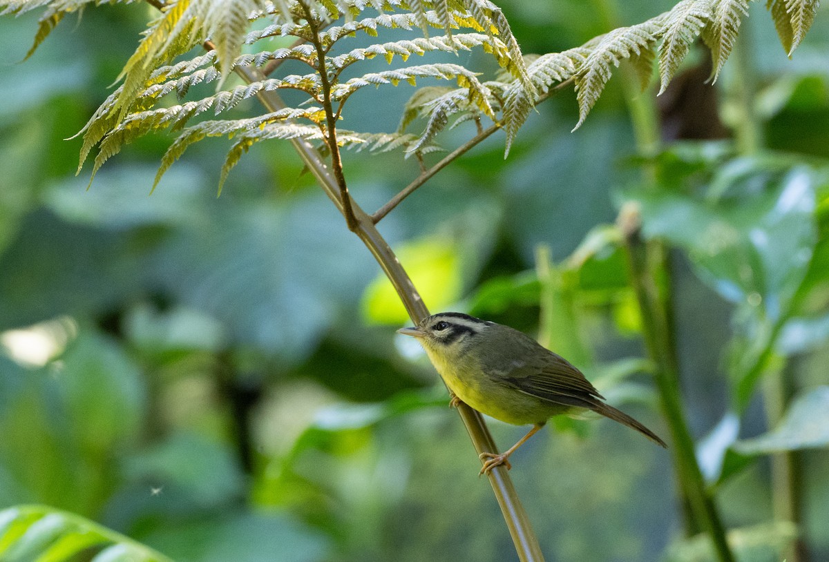 Costa Rican Warbler - ML631280560