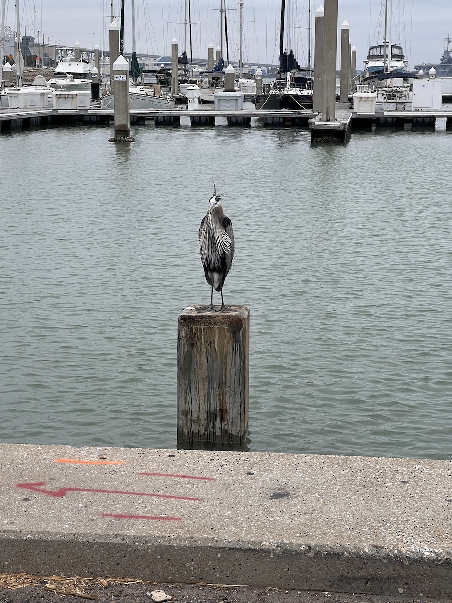 Great Blue Heron - ML631280613