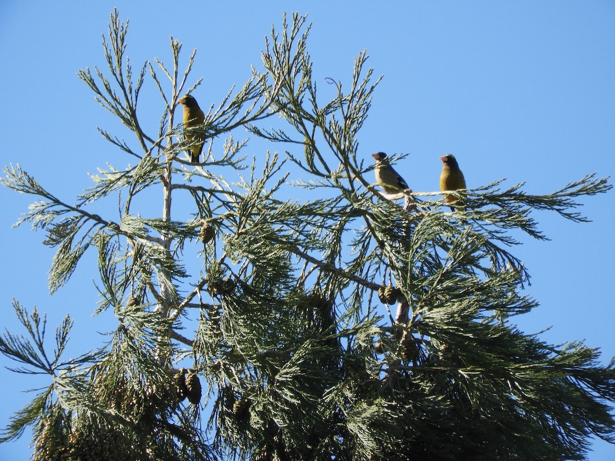 Evening Grosbeak - ML631280666
