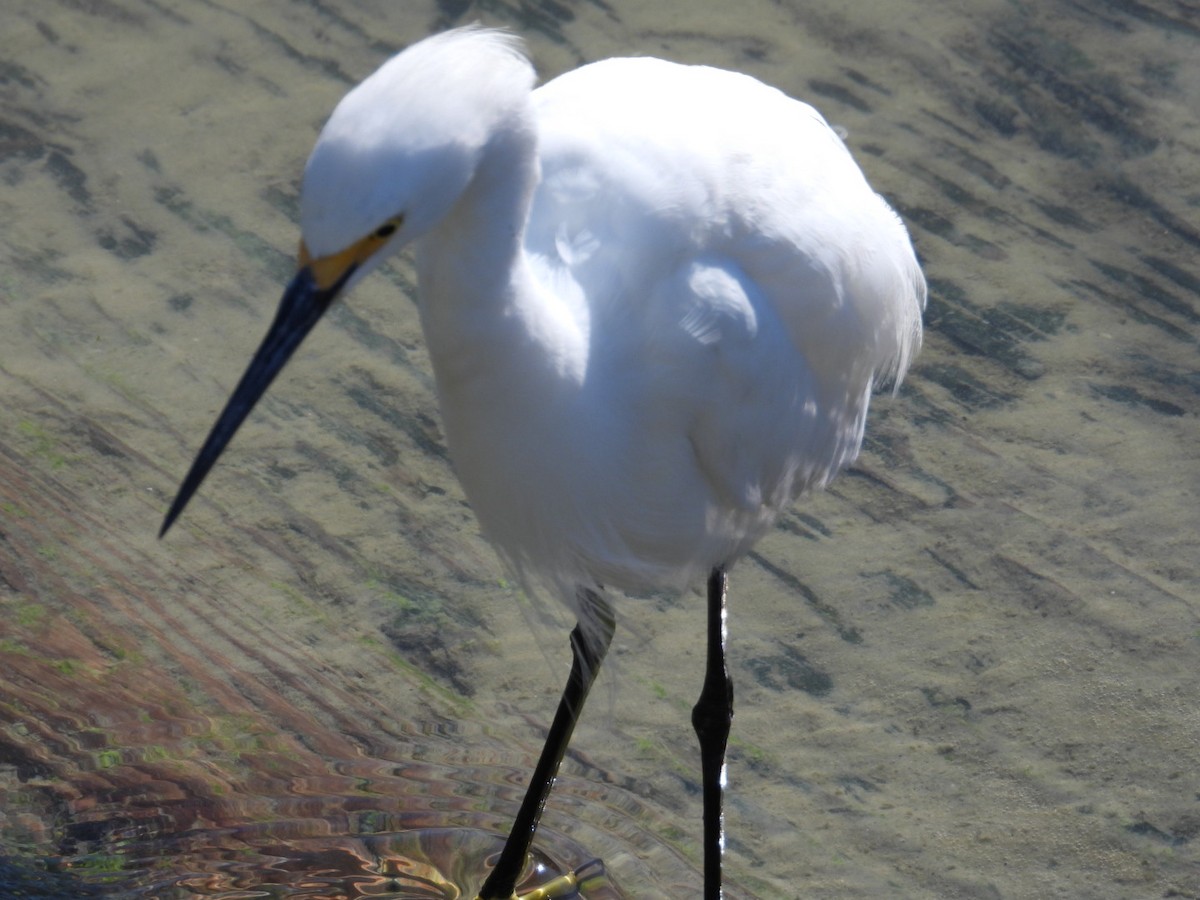 Snowy Egret - ML631280682