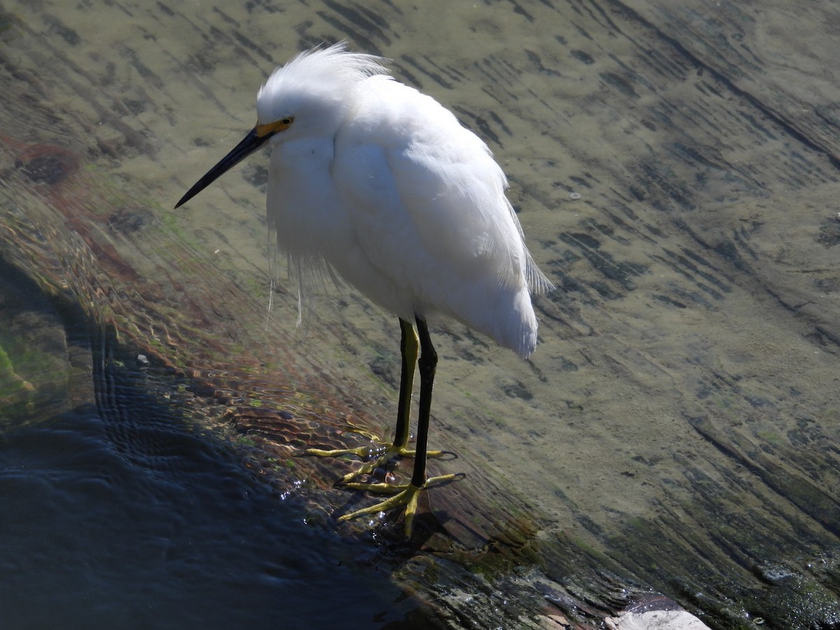 Snowy Egret - ML631280683