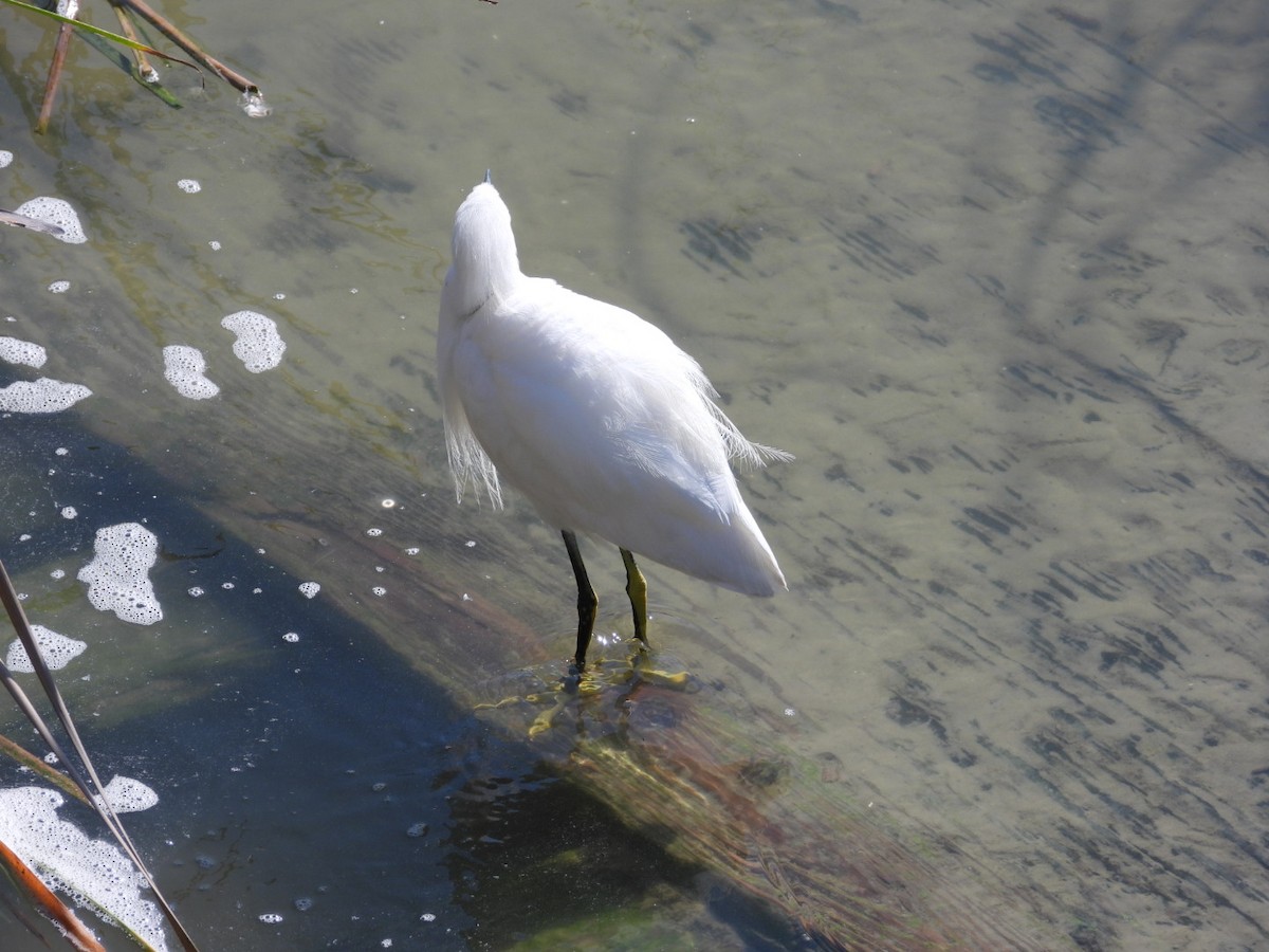 Snowy Egret - ML631280684