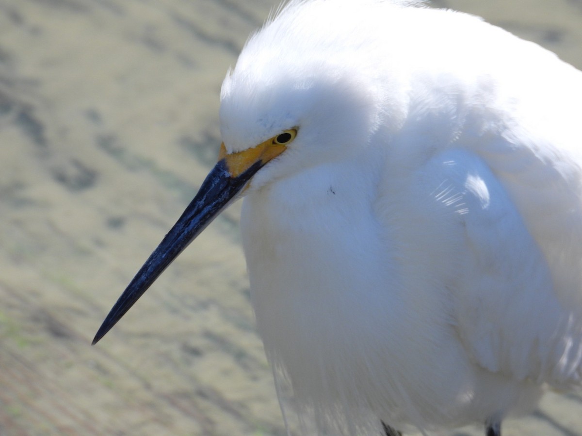 Snowy Egret - ML631280685