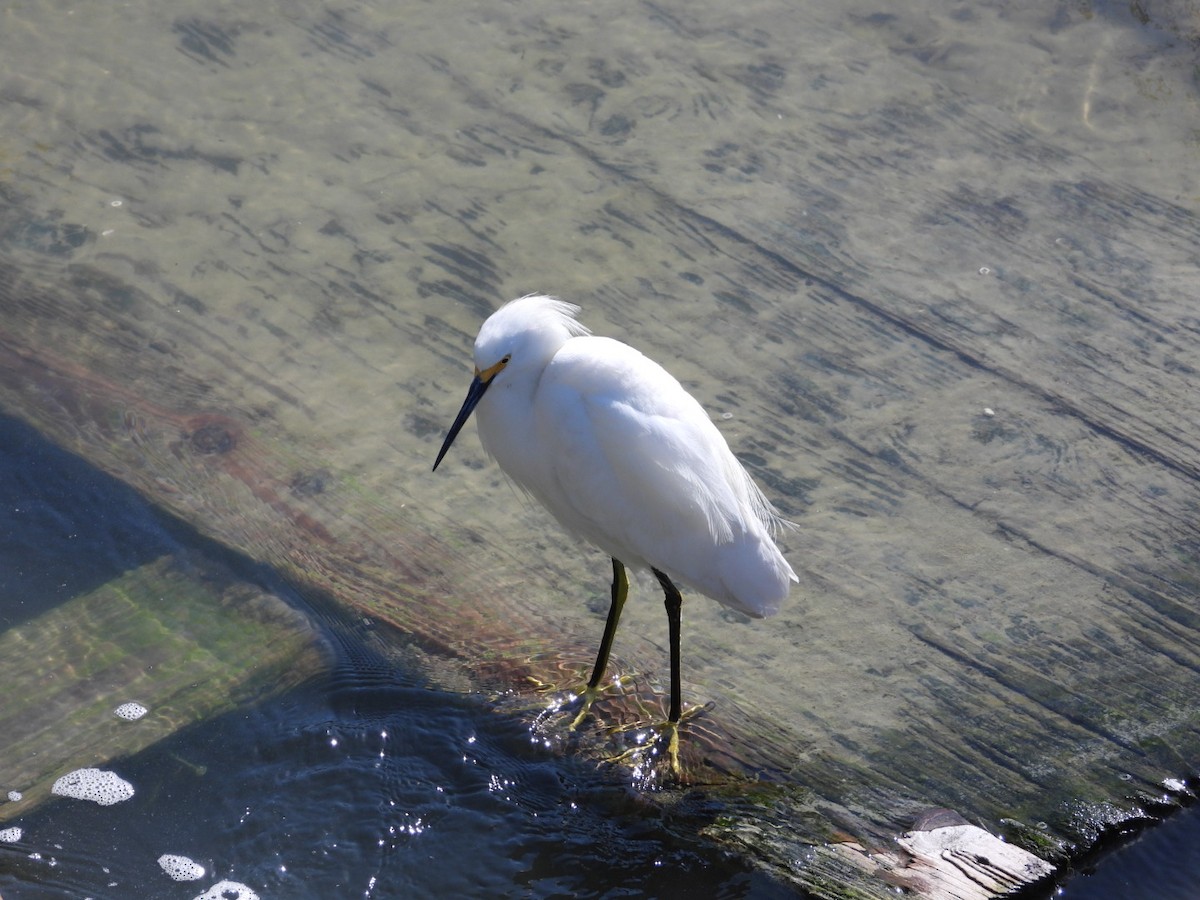 Snowy Egret - ML631280686