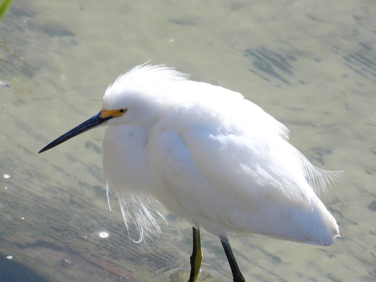 Snowy Egret - ML631280687