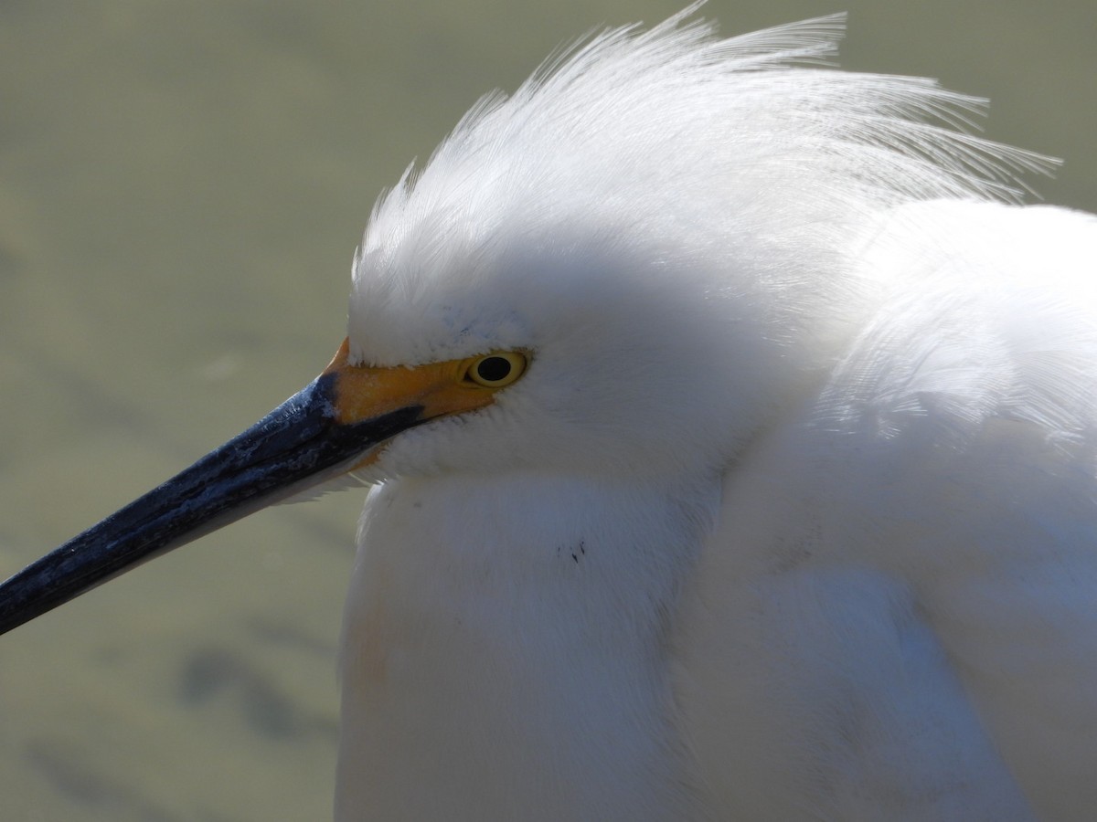 Snowy Egret - ML631280688