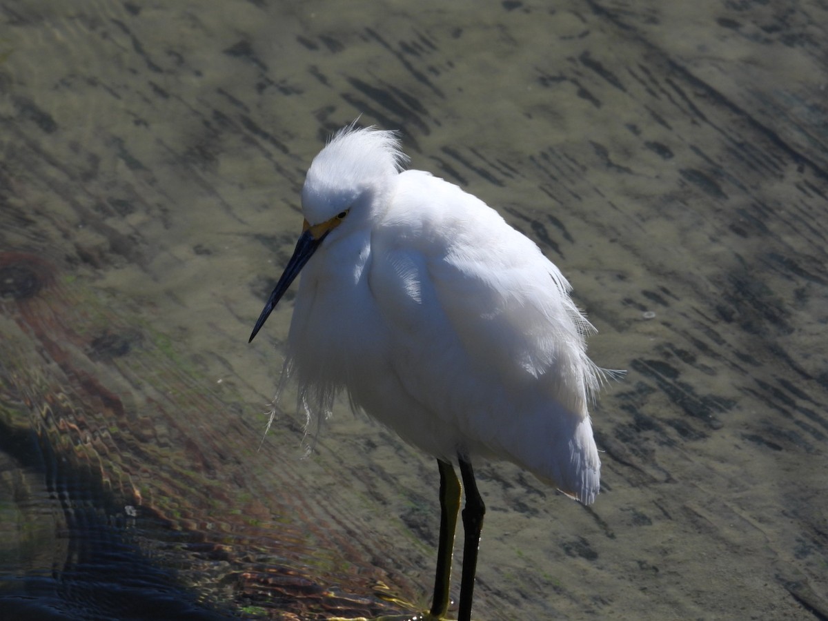 Snowy Egret - ML631280689