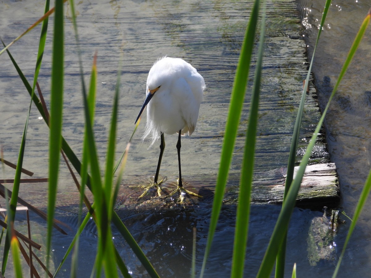 Snowy Egret - ML631280690