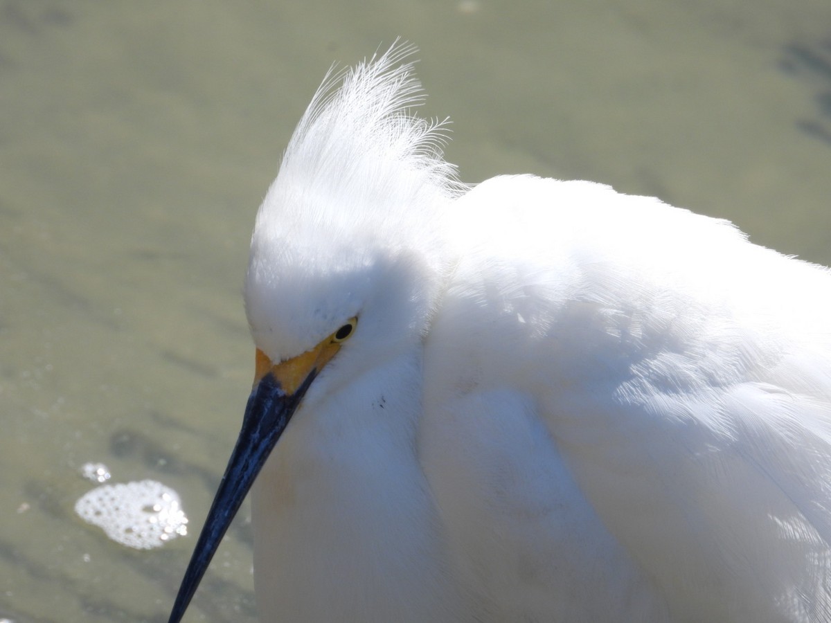 Snowy Egret - ML631280691