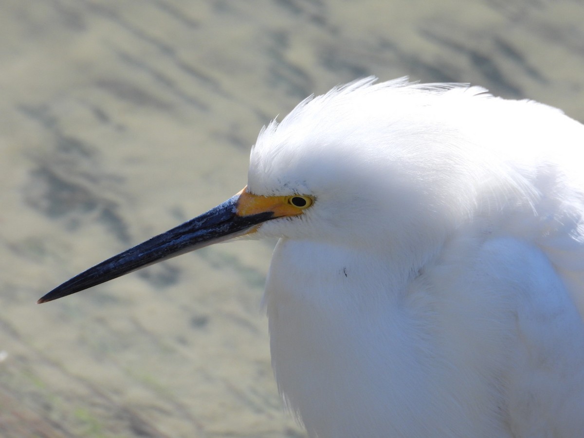 Snowy Egret - ML631280692