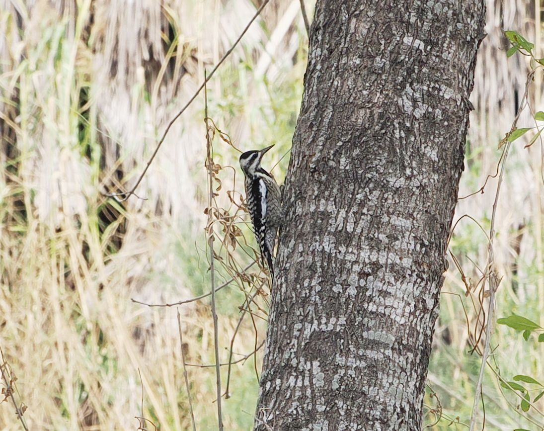 Yellow-bellied Sapsucker - ML631280738