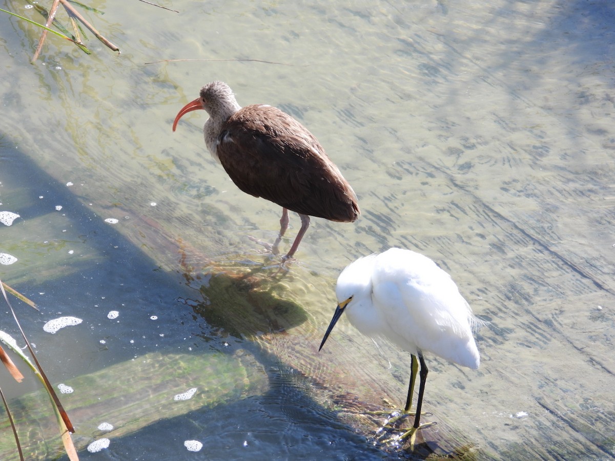 White Ibis - ML631280785