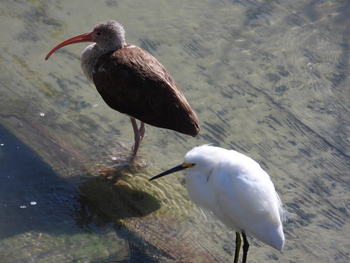White Ibis - ML631280786