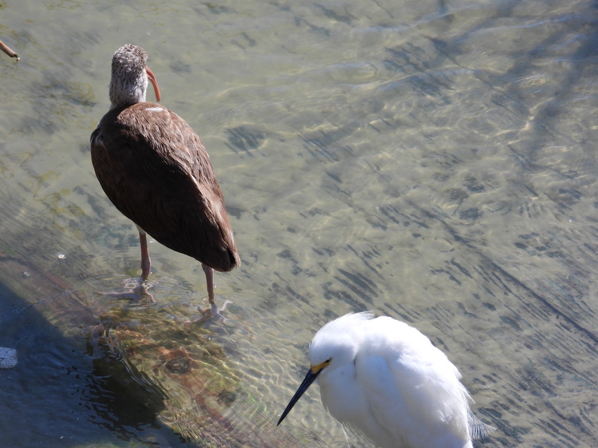 White Ibis - ML631280787