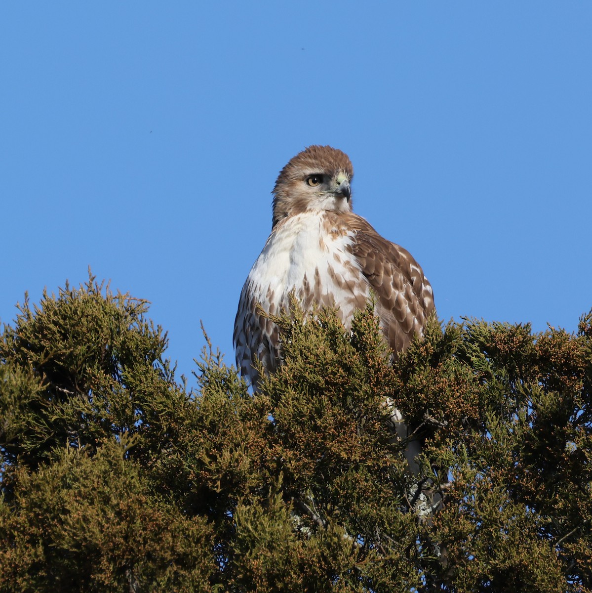 Red-tailed Hawk - ML631280788