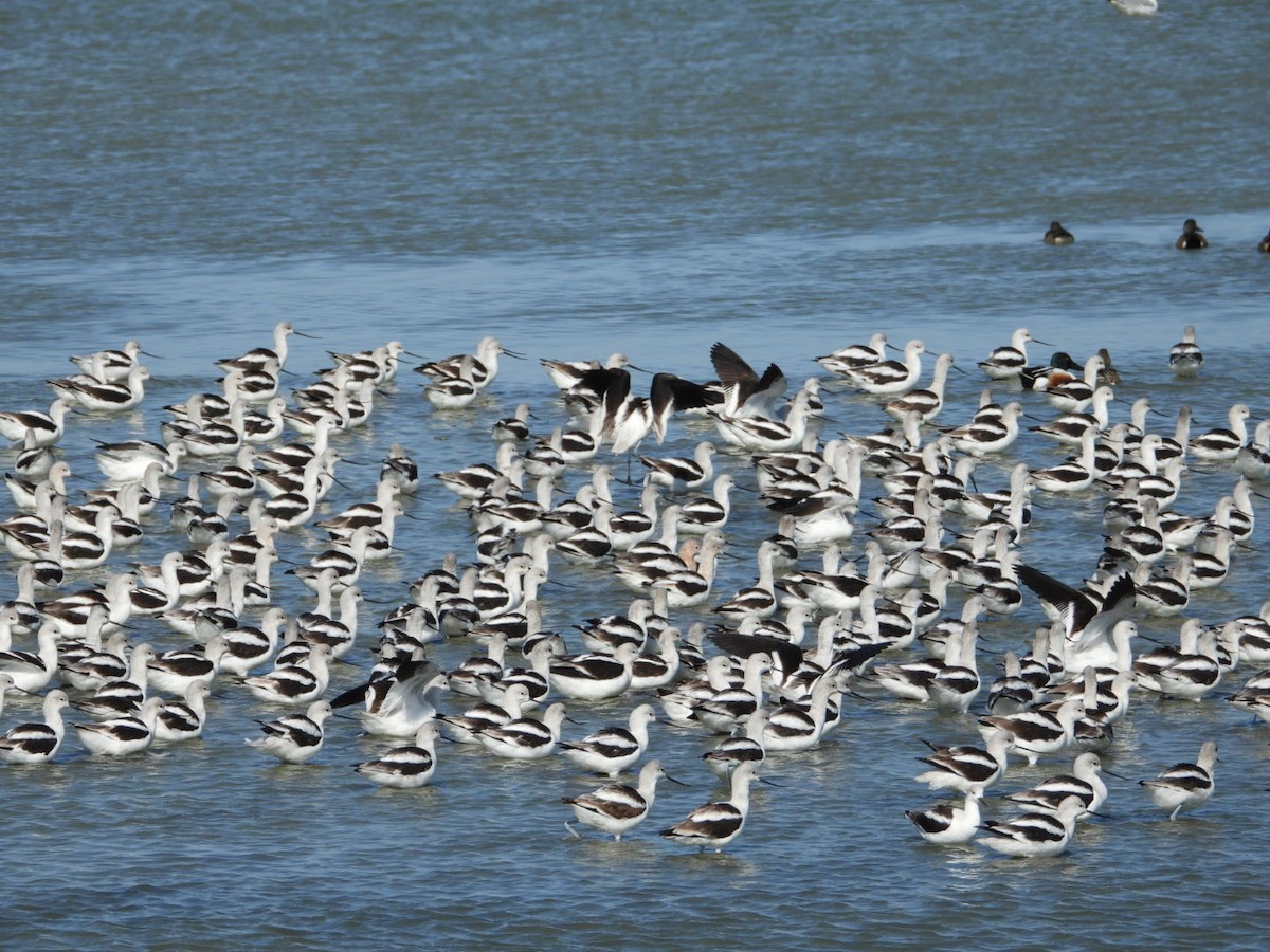 American Avocet - ML631280801