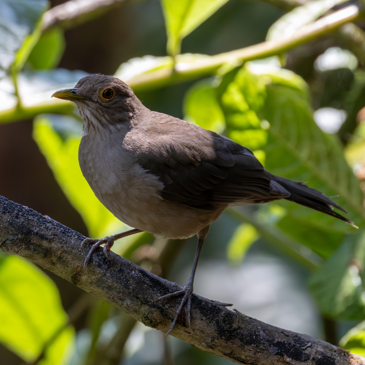 Ecuadorian Thrush - ML631280875