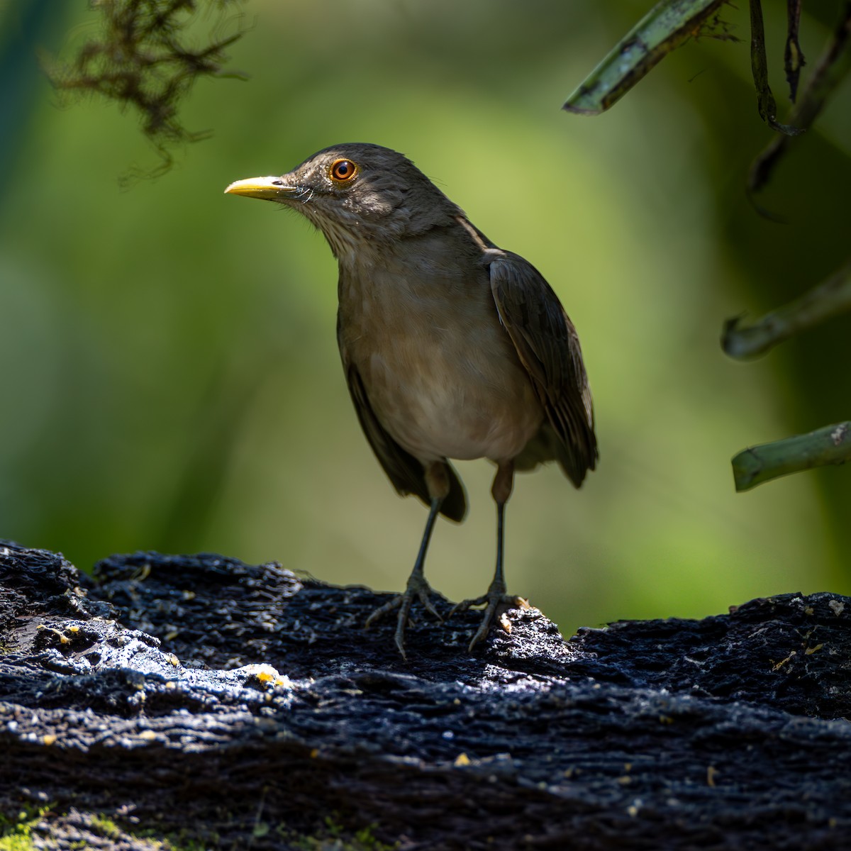 Ecuadorian Thrush - ML631280879