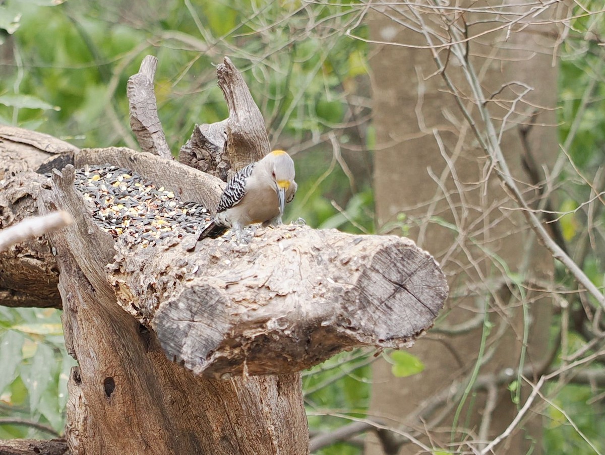 Golden-fronted Woodpecker - ML631280932