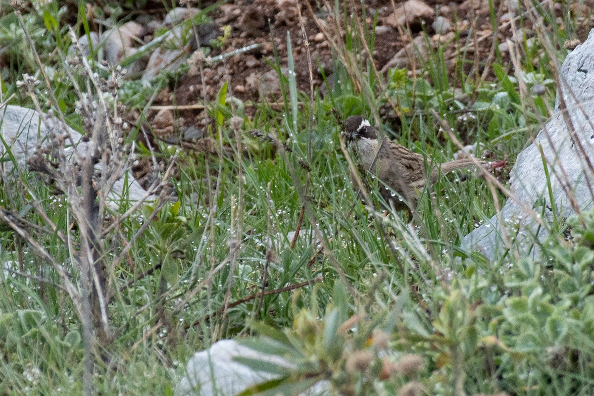Steinbraunelle (ocularis) - ML631281514