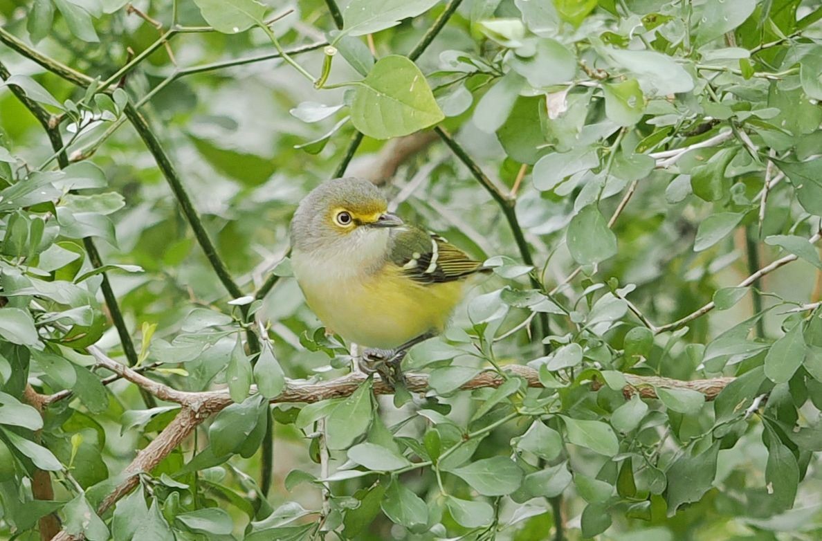 White-eyed Vireo - ML631281526