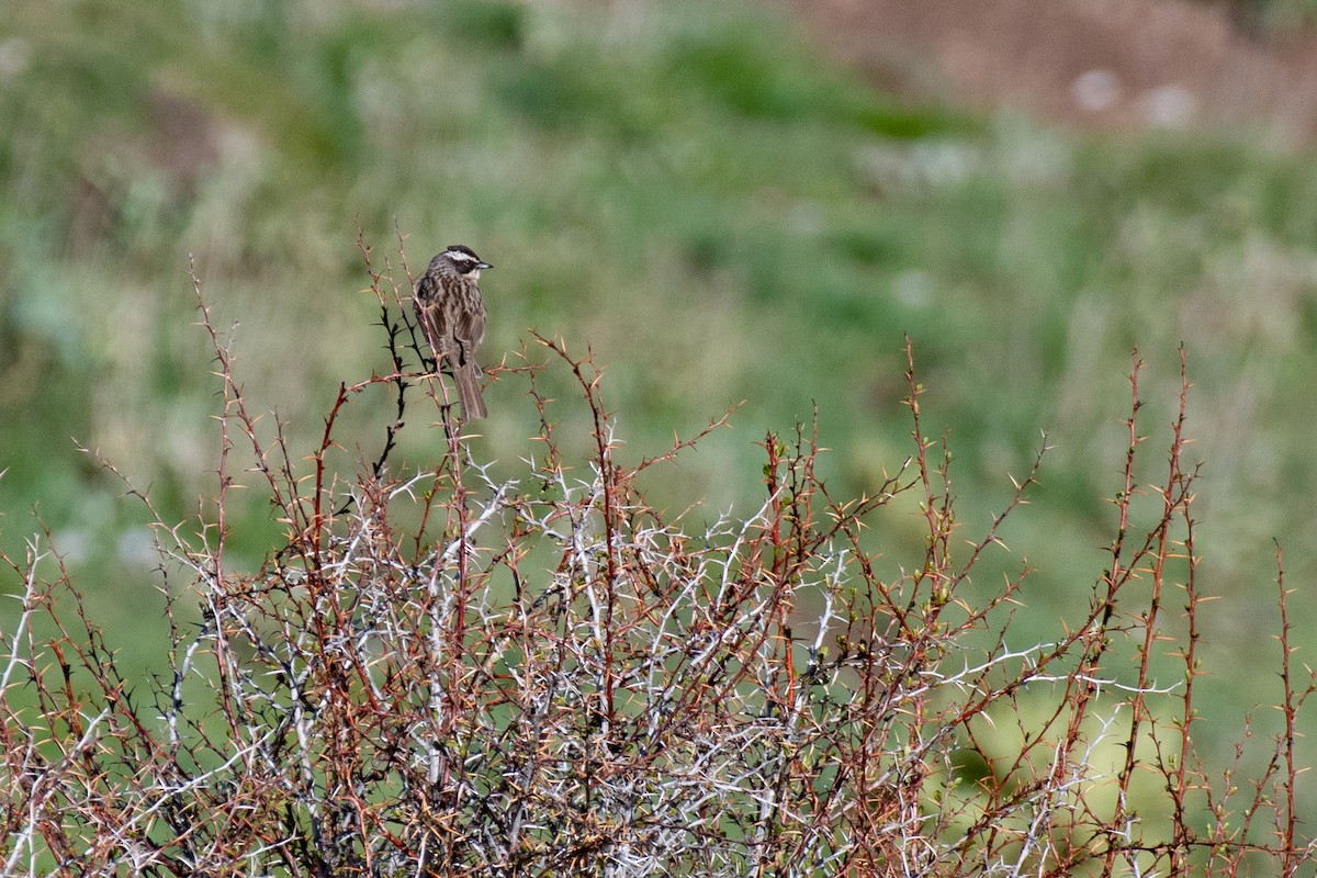 Steinbraunelle (ocularis) - ML631281584