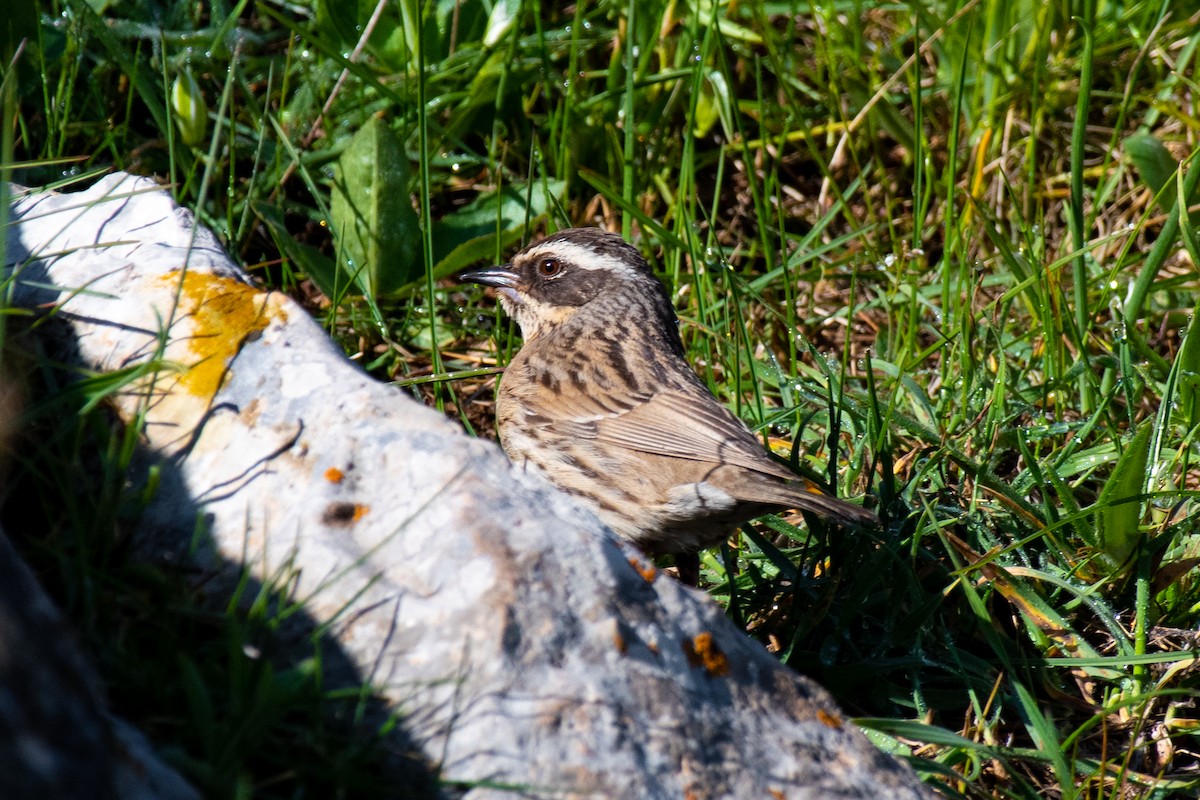 Steinbraunelle (ocularis) - ML631281603