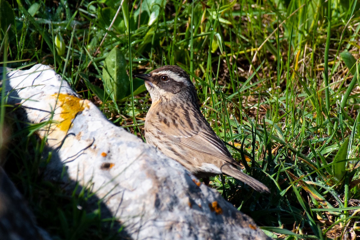 Steinbraunelle (ocularis) - ML631281613