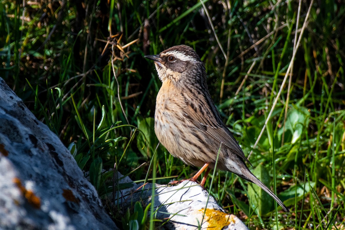 Steinbraunelle (ocularis) - ML631281616