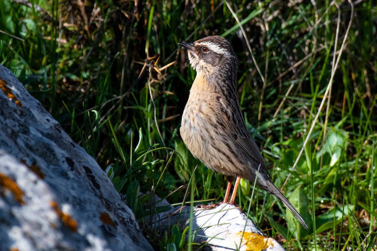 Steinbraunelle (ocularis) - ML631281619