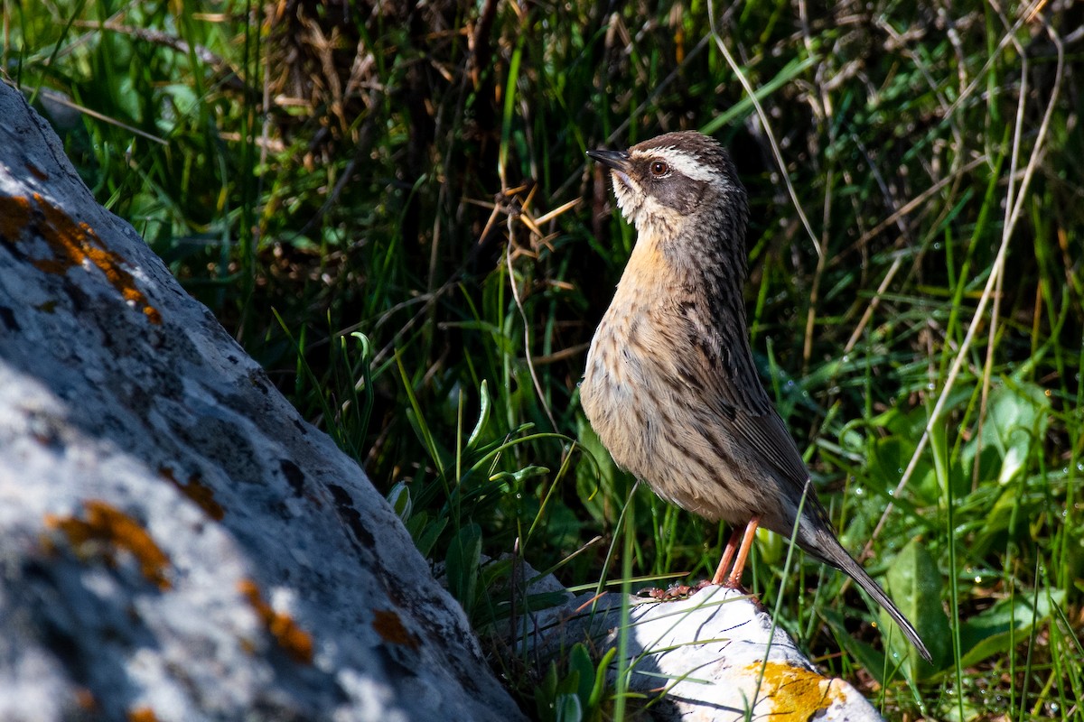 Steinbraunelle (ocularis) - ML631281623