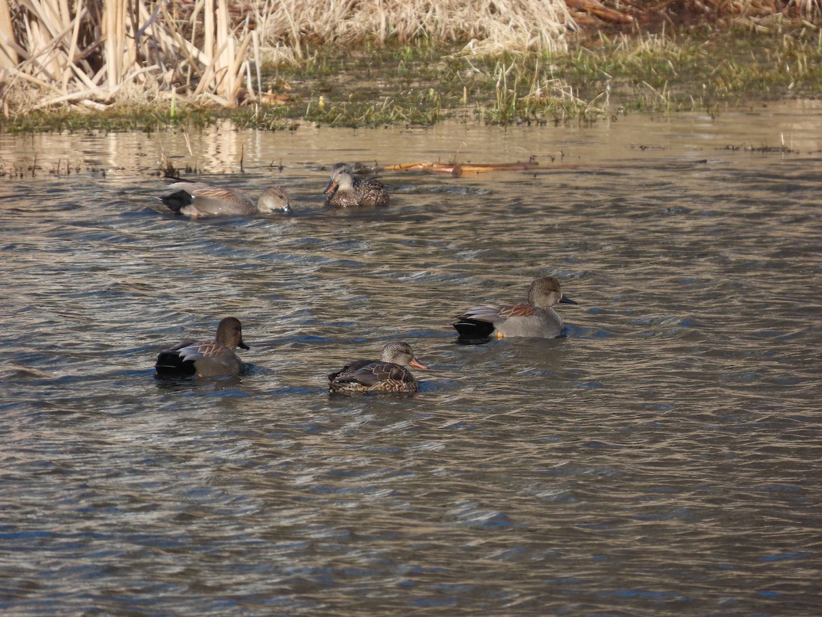 Бор нугас - ML631281675