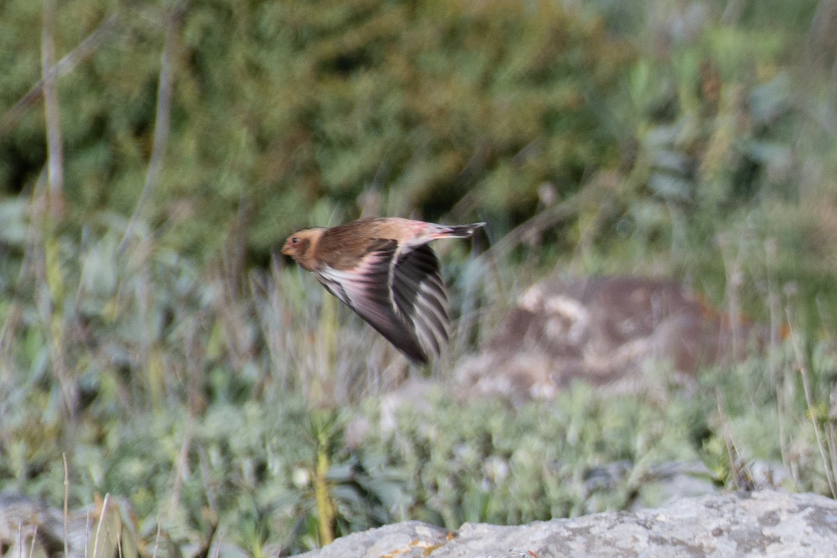 Crimson-winged Finch (Eurasian) - ML631281711