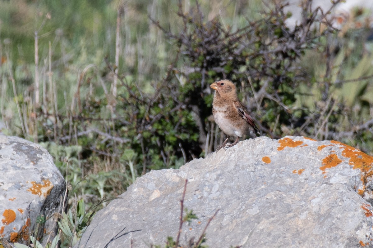 Crimson-winged Finch (Eurasian) - ML631281712