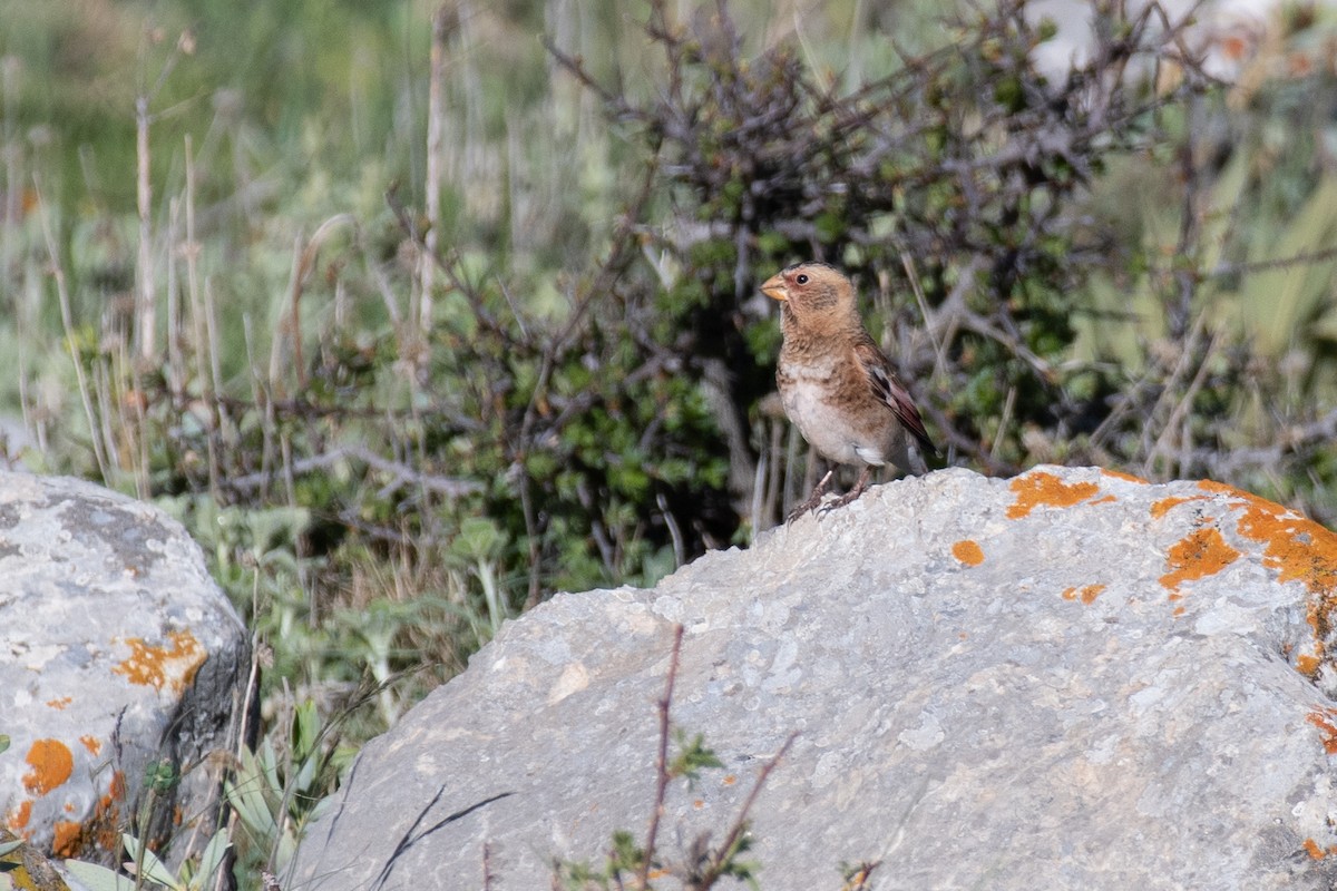 Crimson-winged Finch (Eurasian) - ML631281713