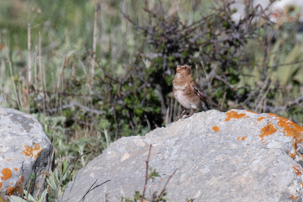 Crimson-winged Finch (Eurasian) - ML631281714