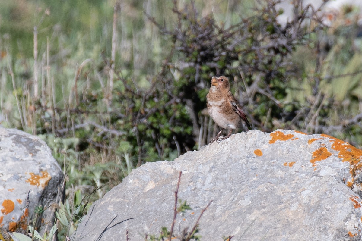 Crimson-winged Finch (Eurasian) - ML631281715